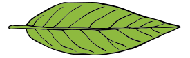 Lanceolate Leaf 2