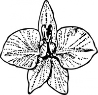 Larkspur clip art