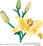 Lili Flower vector 1 Thumbnail