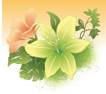 Lili Flower vector 4 Thumbnail