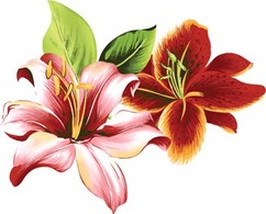 Lili Flower vector 8 Thumbnail