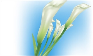 Lilies Vector Thumbnail