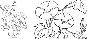 Line drawing of flowers -9