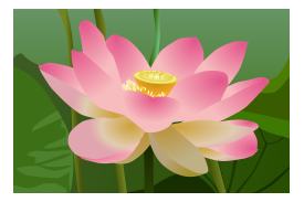 Lotus Flower