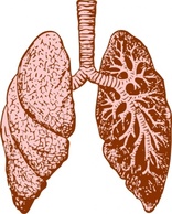 Lungs clip art Thumbnail