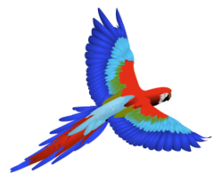 Macaw