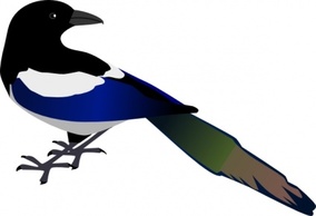 Magpie clip art Thumbnail