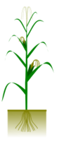 Maize plant