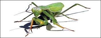 Mantis Thumbnail