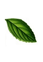 Mint Leaf Thumbnail