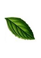 Mint Leaf