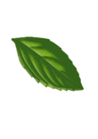Mint Leaf( traced) Thumbnail