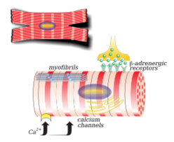 Myocardiocyte