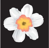 Narcis Flower 12