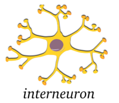 Neuron Interneuron Thumbnail