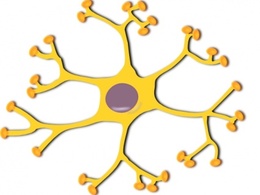 Neuron Interneuron clip art Thumbnail