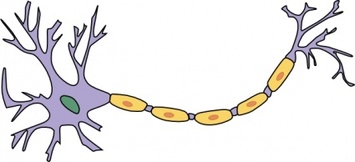 Neuron With Axon clip art Thumbnail