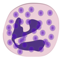 Neutrophil