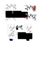 NMR arginine schemes Thumbnail