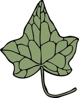 Oak Ivy Leaf clip art Thumbnail