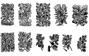 Old Plant Engravings Vector