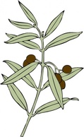 Olive Branch clip art