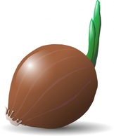 Onion clip art Thumbnail