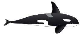 Orca