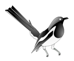 Oriental Magpie Robin Thumbnail