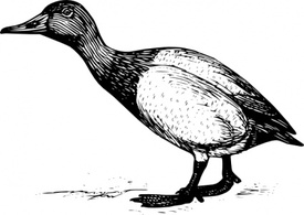 Outline Bird Animal Canvasback Thumbnail