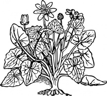 Outline Plant Nature Lesser Celandine Thumbnail