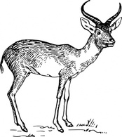 Outline Wild Horns Animal Mammal Dear Antelope Antlers Thumbnail