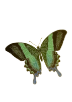 Papilio blumei Thumbnail