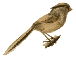 Paradoxornis_heudei