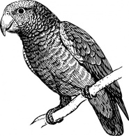 Parrot clip art Thumbnail