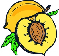 Peach clip art