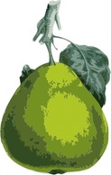 Pear clip art