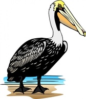 Pelican clip art Thumbnail