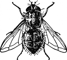 Peterm Housefly clip art Thumbnail