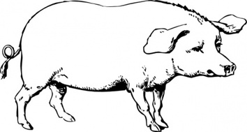 Pig clip art