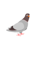 Pigeon