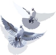 Pigeon vector 3