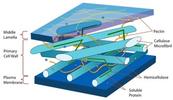 Plant Cell Wall Diagram En clip art