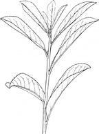Plant Shrub Outline clip art Thumbnail