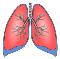 Polmoni - Lungs Thumbnail