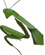 Praying Mantis clip art Thumbnail