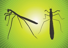 Praying Mantis Vector Thumbnail