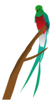 Quetzal