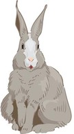 Rabbit 3