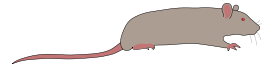 Rat by Rones Thumbnail